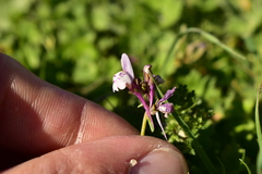 Linaria amethystea