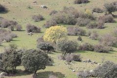 Acer monspessulanum