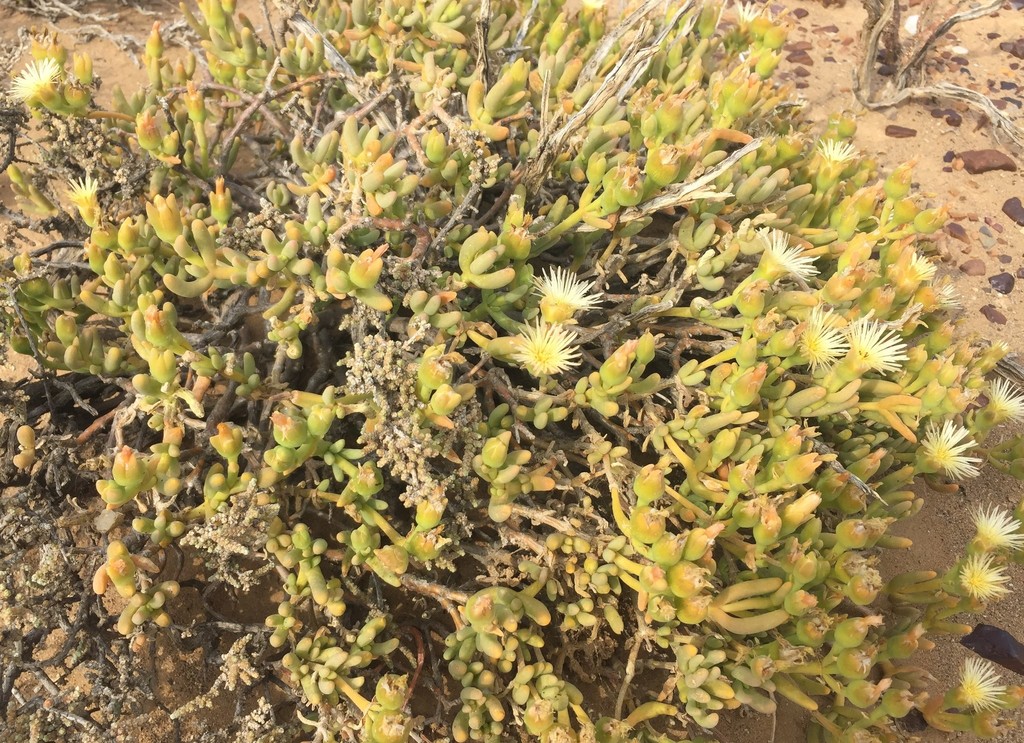 Mesembryanthemum nitidum Haw.