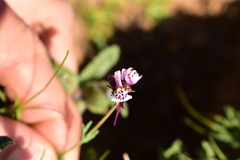 Linaria amethystea