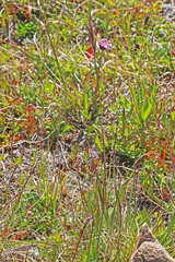 Danthonia intermedia