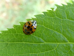 Harmonia axyridis