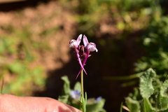 Linaria amethystea