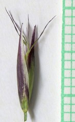 Danthonia intermedia