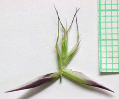 Danthonia intermedia