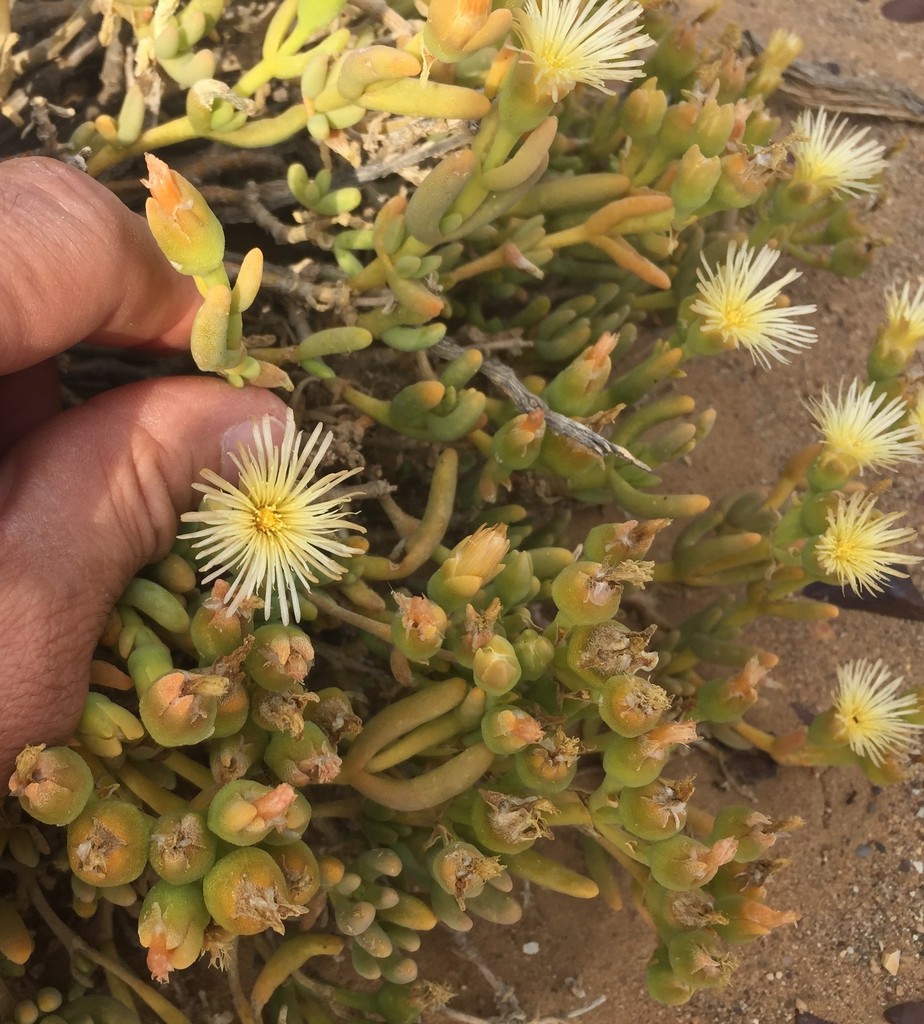 Mesembryanthemum nitidum Haw. 2