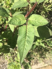 Bidens pilosa