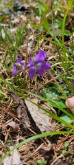 Viola hirsutula