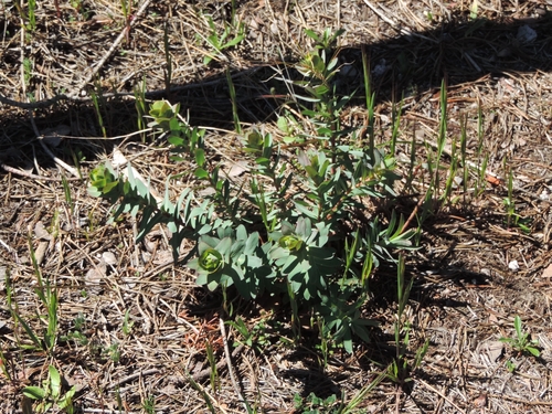 Euphorbia barrelieri ssp. barrelieri