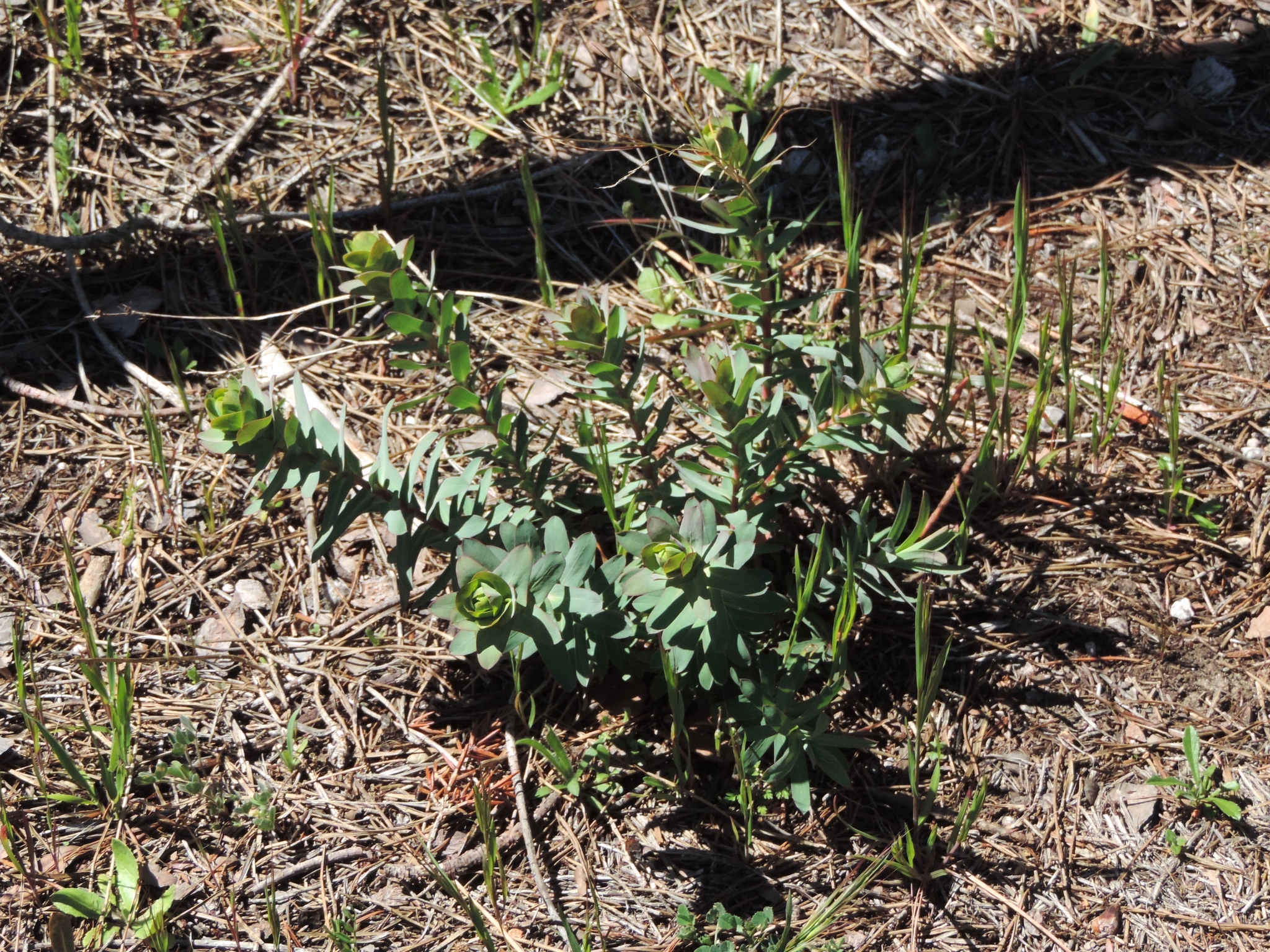 Euphorbia barrelieri ssp. barrelieri