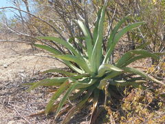 Agave aurea aurea