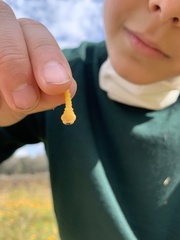 Capnodis tenebrionis