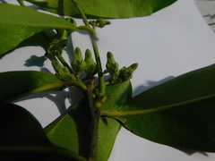 Diospyros nigra