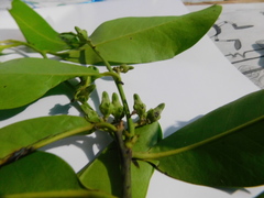 Diospyros nigra