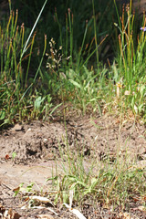 Deschampsia cespitosa cespitosa