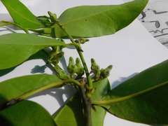 Diospyros nigra