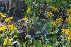 Deschampsia cespitosa cespitosa