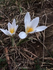 Crocus nevadensis