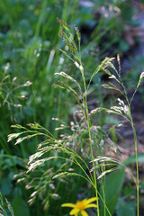Deschampsia cespitosa cespitosa