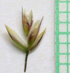 Deschampsia cespitosa cespitosa