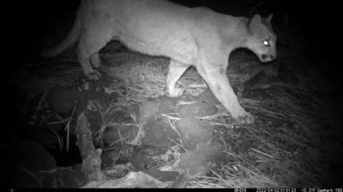 Mountain Lion photographed in Arizona