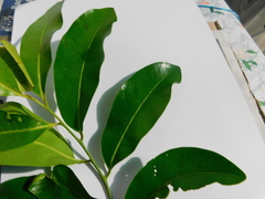Diospyros nigra