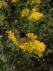 Euphydryas chalcedona chalcedona