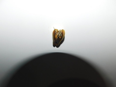 Diospyros nigra
