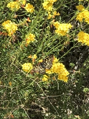 Euphydryas chalcedona chalcedona