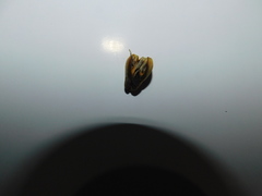 Diospyros nigra