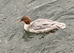 Mergus merganser