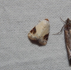 Eublemma ecthaemata