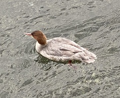 Mergus merganser
