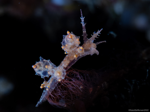 Eubranchus rubropunctatus Edmunds, 1969