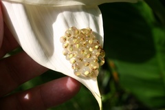 Agalychnis callidryas