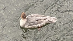 Mergus merganser