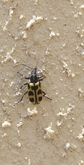 Astylus atromaculatus