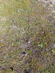 Calochortus uniflorus