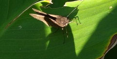 Hesperiinae