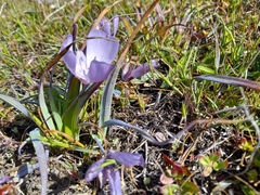 Calochortus uniflorus