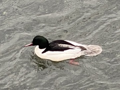 Mergus merganser