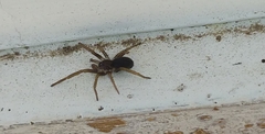 Kukulcania hibernalis
