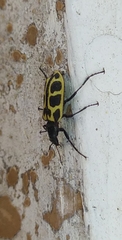 Astylus atromaculatus