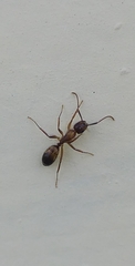 Camponotus