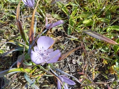 Calochortus uniflorus