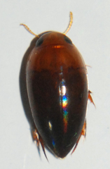 Hydrocanthus oblongus