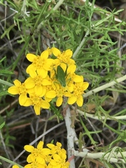 Platylyra californica