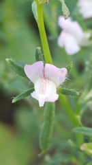 Misopates