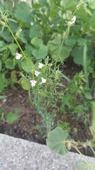 Misopates