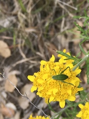 Platylyra californica